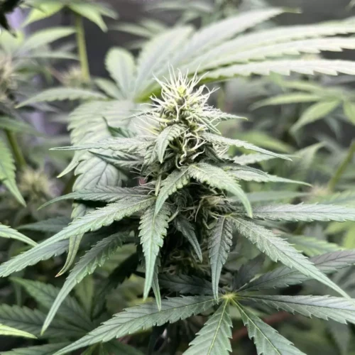 How to Grow Killer Weed Strain