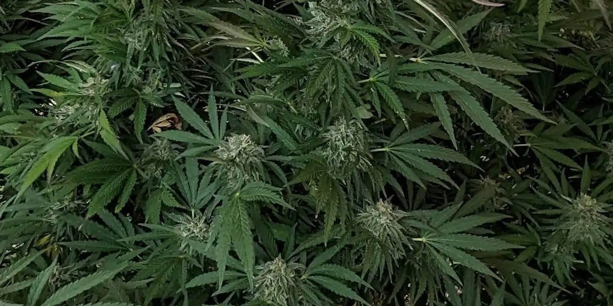 Multiple Rainbow Kush Weed Strain plants featuring dense buds and dark green leaves, showcasing healthy outdoor growth in a natural setup.