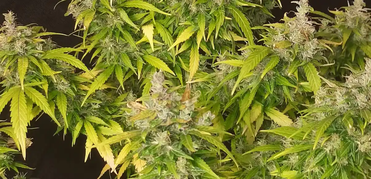 Multiple Tropicana Cookies Purple plants with colorful buds and lush foliage, emphasizing their unique purple tones and healthy growth.