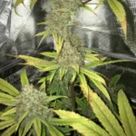 Lamb's Bread strain growing in an indoor setup, featuring thick buds and yellowing leaves under reflective tent material.