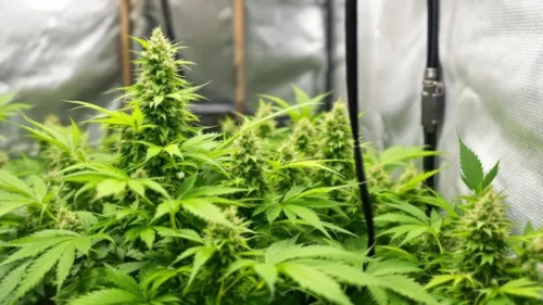 Cannabis Cultivation: How to Take Care of a Cannabis Plant