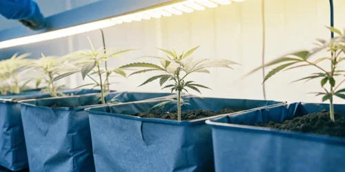 Hyper-realistic scene: rows of young cannabis seedlings in blue grow bags under bright light, in an indoor cultivation room.