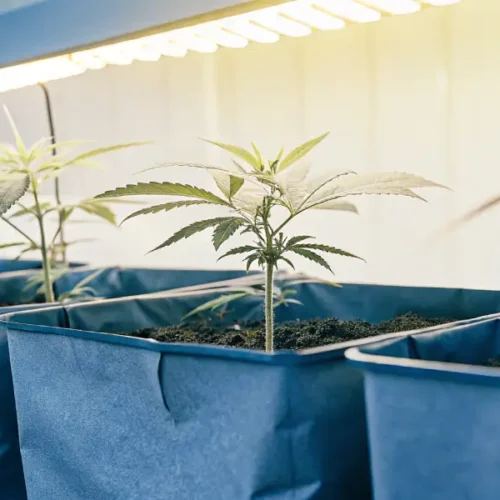 Hyper-realistic scene: rows of young cannabis seedlings in blue grow bags under bright light, in an indoor cultivation room.