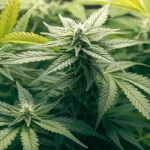 Autoflowering Cannabis Plant with Frosty Buds