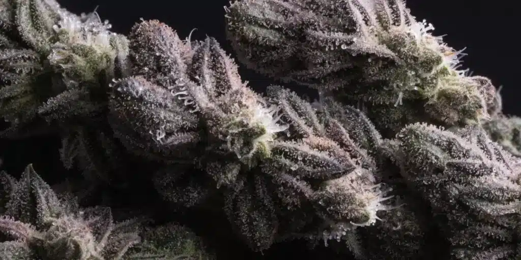 Cannabis Bud Close-Up Covered in Trichomes