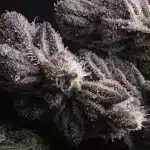 Cannabis Bud Close-Up Covered in Trichomes