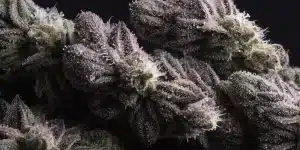 Cannabis Bud Close-Up Covered in Trichomes