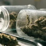 Cannabis Buds Curing in Glass Jars