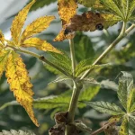 Close-up of cannabis leaves showing yellowing, brown spots and damaged edges, illustrating potential nutrient deficiencies or plant health problems.