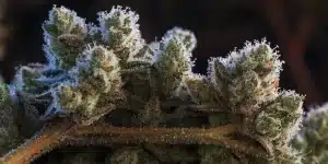 Dense Cannabis Buds Covered in Frosty Trichomes