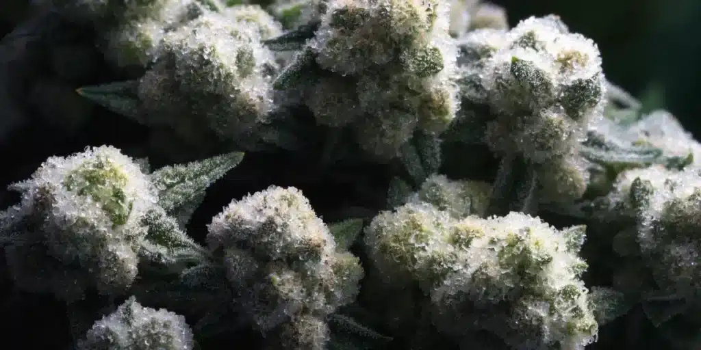 Frosty Cannabis Colas with Resinous Trichomes
