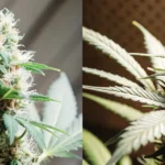 side-by-side comparison of healthy and moldy cannabis buds under different lighting