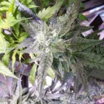 Close-up of Cake Batter weed strain, showcasing its dense trichome coverage and frosty appearance, highlighting its potency and quality.