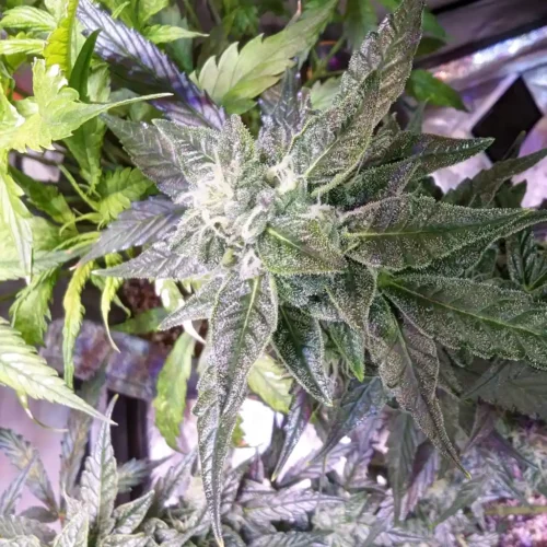 How to Grow Cake Batter Weed Strain