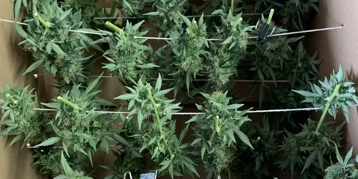 Harvested GG Autoflower F1 buds hanging upside down for drying, arranged neatly in a grow setup.