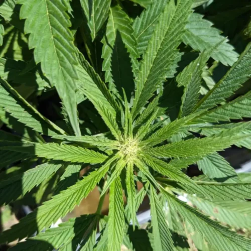 How to Grow FL Sunrise Strain