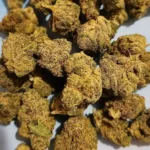 Close-up of Ghost Train Haze x Pellezino strain buds, showcasing their dense, frosty structure and rich, golden hues.