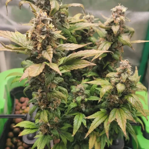 How to Grow Quarter Pounder Autoflower