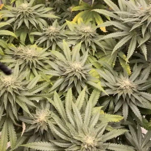 How to Grow Cookies x Berry Autoflower