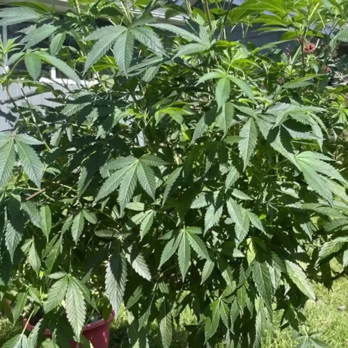 How to Grow Gorilla Fire Strain