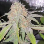 Mature Bubba strain bud covered in frosty trichomes and orange pistils, highlighting the quality of the Best Bubba Strain.