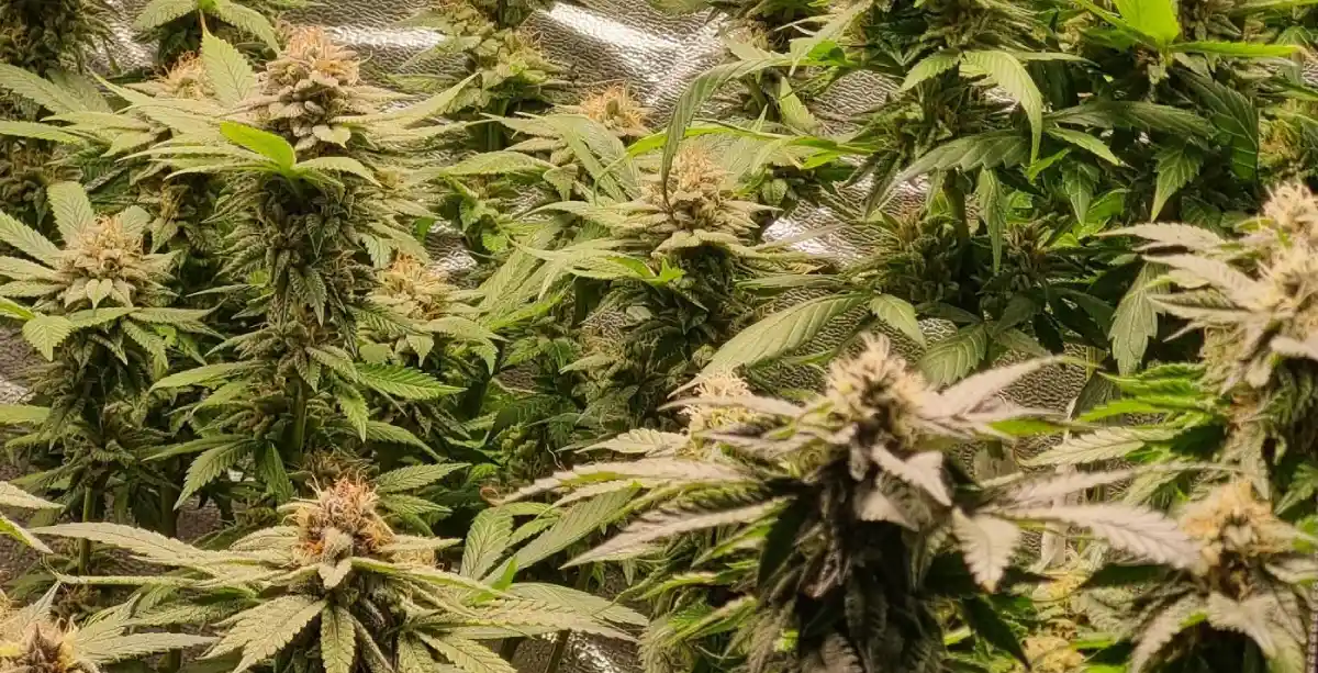 Mint Chocolate Strain plants in full bloom with lush green leaves and resin-coated buds in a grow room environment.