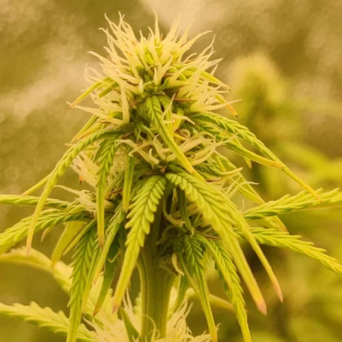 How to Grow Northern Light x Critical Autoflower