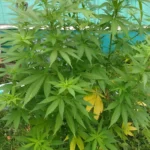 HB Autoflower cannabis plant outdoors with green leaves and some yellowing foliage, showcasing natural growth.