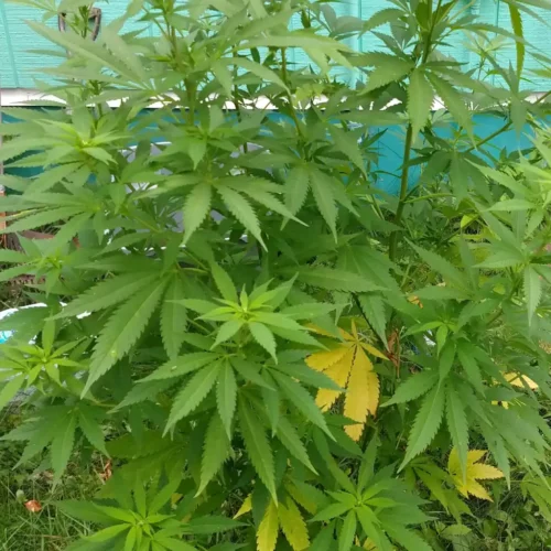 How to Grow HB Autoflower Strain