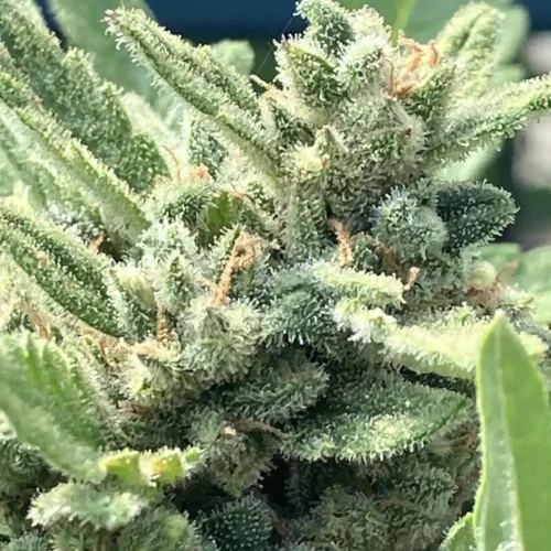 How to Grow Northern Lights Auto F1