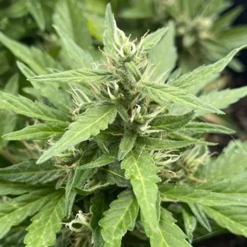 How to Grow LSD Weed Strain