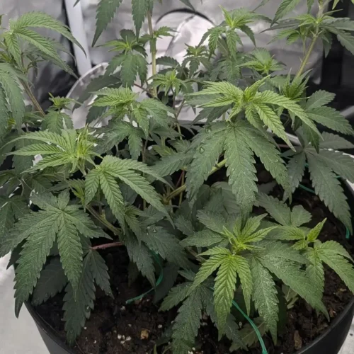 How to Grow Shiskaberry Weed Strain