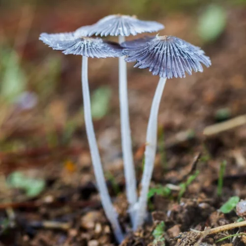 How Long for Shrooms to Kick In