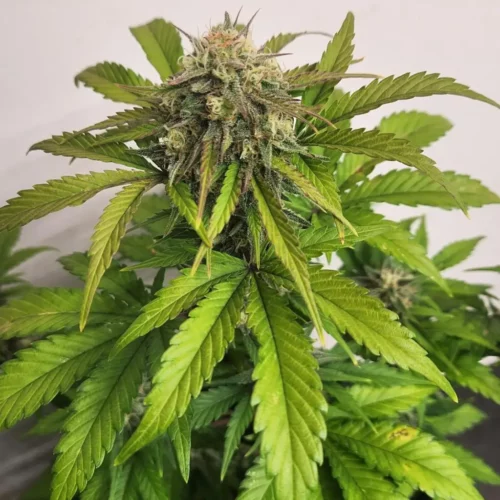 How to Grow Jack Horror weed strain