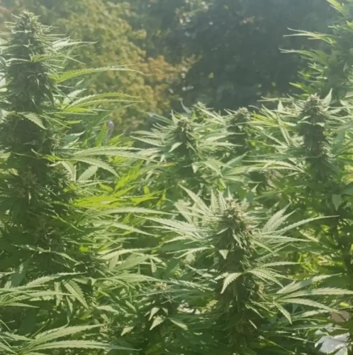 Buy Flavonoids for Smoking Cannabis: Proving Natural Enhancers
