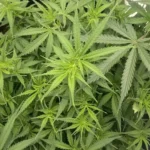 Moonshine Cookie plant showcasing vibrant green leaves and healthy growth, highlighting its lush foliage.