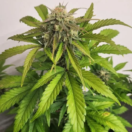How to Grow Northern Lights 10 Strain