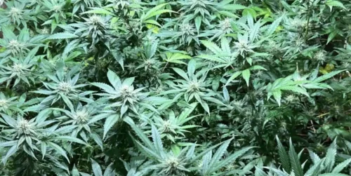 How to Grow Pink Rozay Autoflower