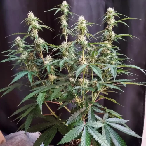 How to Grow Plush Berry Autoflower