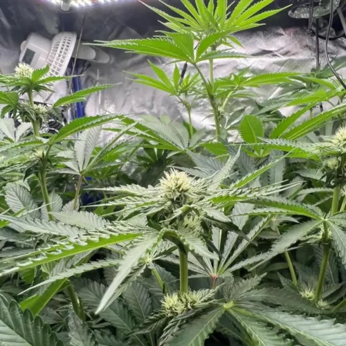 How to Grow Rainbow Weed Strain