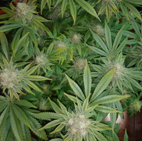 How to Grow Rotten Zkittlez Weed Strain