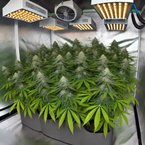 Best Auto for 3x3 Autoflower Yield