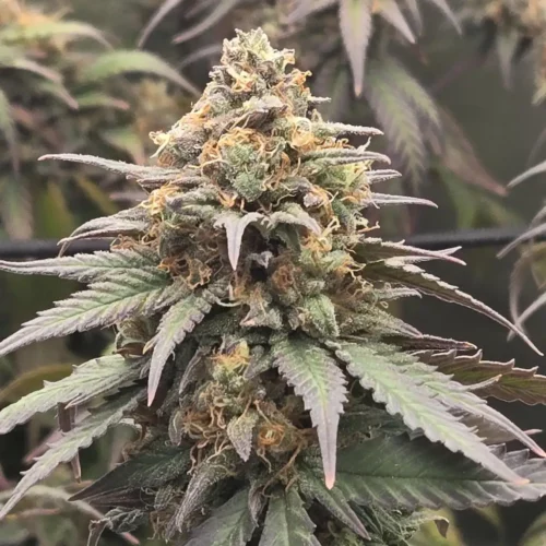 How to Grow Pineapple CBD Auto