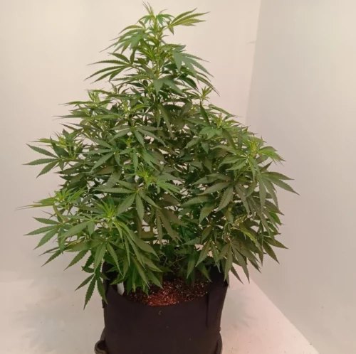 How to Grow Black Widow Weed Strain