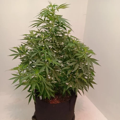 How to Grow Black Widow Weed Strain