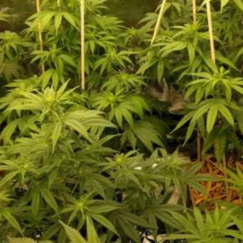 How to Grow Cannatonic Weed Strain