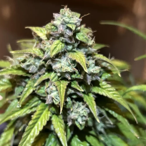 What is Kush Weed and Why It Matters?