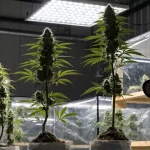 Indoor Autoflowering Cannabis Grow Room