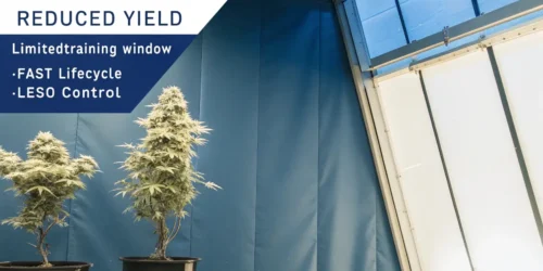 Cons of Autoflowering Cannabis Strains
