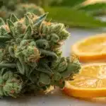 Lemon OG cannabis bud next to fresh lemon slices, illustrating the strain's citrus aroma.